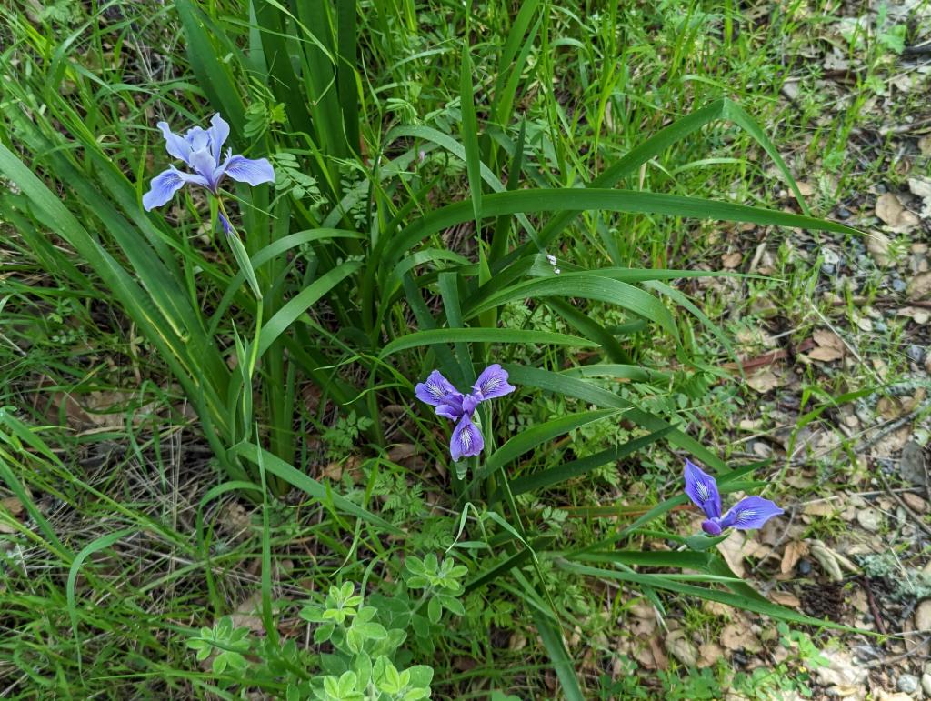 153 - 20230427 Wunderlich Wildflower Hike