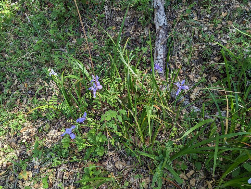 157 - 20230427 Wunderlich Wildflower Hike