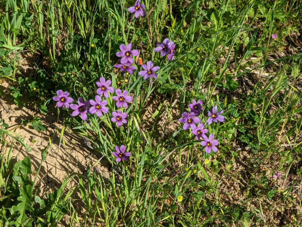 169 - 20230427 Wunderlich Wildflower Hike