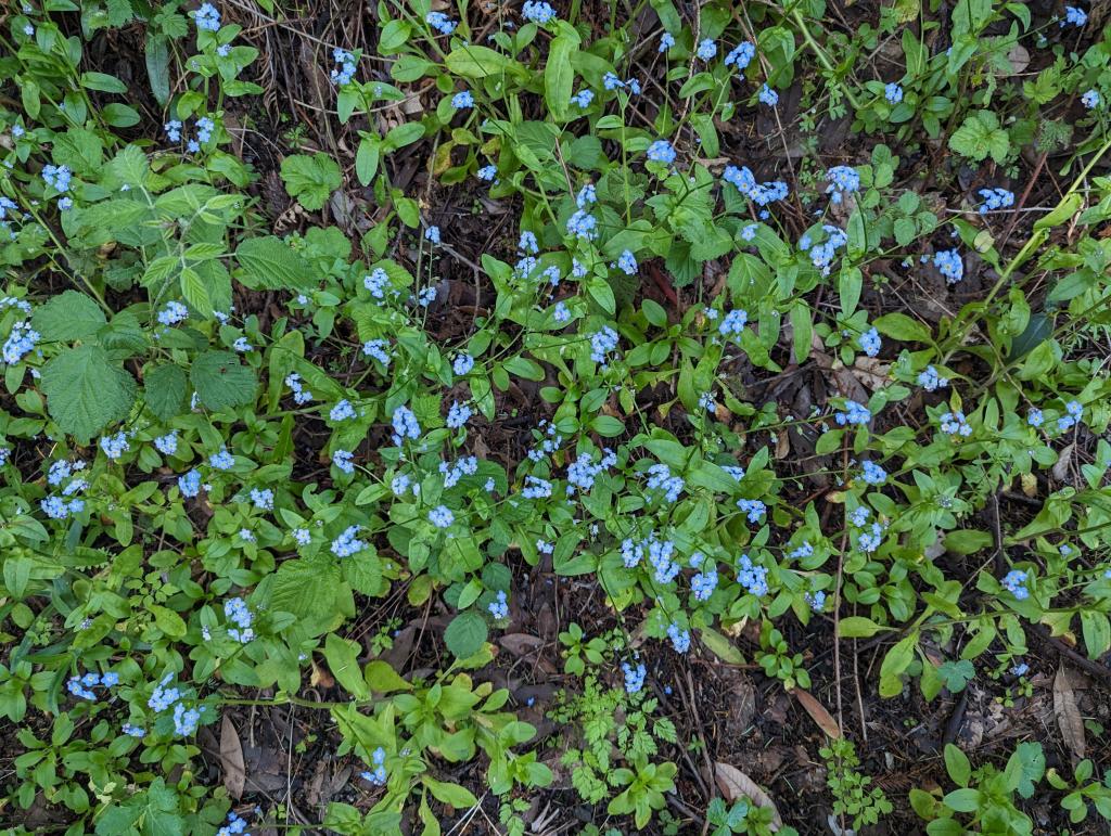 171 - 20230427 Wunderlich Wildflower Hike