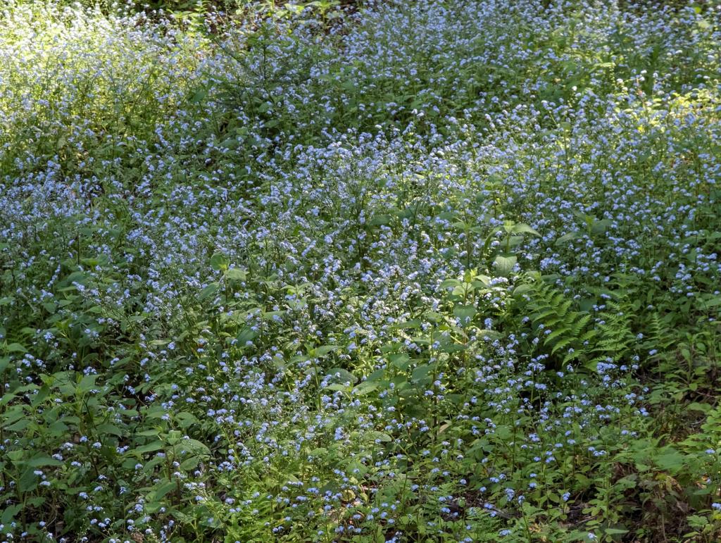 178 - 20230427 Wunderlich Wildflower Hike