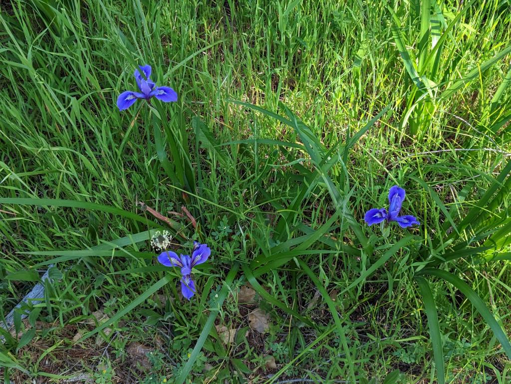 184 - 20230427 Wunderlich Wildflower Hike