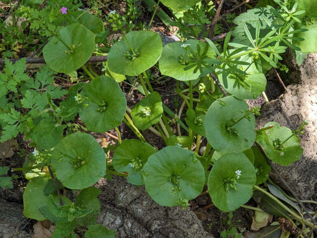 194 - 20230427 Wunderlich Wildflower Hike