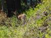 104 - 20240604 El Corte De Madera Creek Google