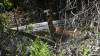 105 - 20240604 El Corte De Madera Creek Panasonic
