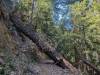 120 - 20240604 El Corte De Madera Creek Google