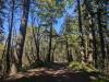 122 - 20240604 El Corte De Madera Creek Google