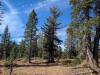 223 - 20241022 Tahoe Carr Lake Grouse Ridge Google