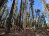 228 - 20241022 Tahoe Carr Lake Grouse Ridge Google