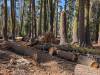 229 - 20241022 Tahoe Carr Lake Grouse Ridge Google