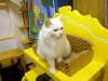 134 - 20160517 Seoul Cat Playground