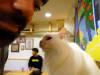 135 - 20160517 Seoul Cat Playground