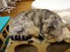 103 - 20160726 Osaka Cat Tail and Neko no Jikan