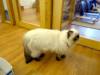 104 - 20160726 Osaka Cat Tail and Neko no Jikan
