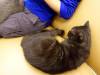 112 - 20160726 Osaka Cat Tail and Neko no Jikan