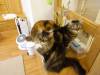 115 - 20160726 Osaka Cat Tail and Neko no Jikan