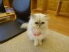 116 - 20160726 Osaka Cat Tail and Neko no Jikan