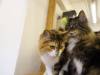 117 - 20160726 Osaka Cat Tail and Neko no Jikan
