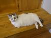 118 - 20160726 Osaka Cat Tail and Neko no Jikan