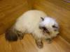 119 - 20160726 Osaka Cat Tail and Neko no Jikan