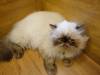 120 - 20160726 Osaka Cat Tail and Neko no Jikan