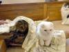 122 - 20160726 Osaka Cat Tail and Neko no Jikan