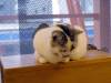 123 - 20160726 Osaka Cat Tail and Neko no Jikan