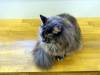 124 - 20160726 Osaka Cat Tail and Neko no Jikan