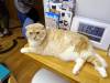 128 - 20160726 Osaka Cat Tail and Neko no Jikan