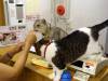 130 - 20160726 Osaka Cat Tail and Neko no Jikan