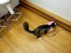 131 - 20160726 Osaka Cat Tail and Neko no Jikan