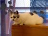 133 - 20160726 Osaka Cat Tail and Neko no Jikan