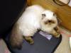 134 - 20160726 Osaka Cat Tail and Neko no Jikan