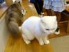 136 - 20160726 Osaka Cat Tail and Neko no Jikan