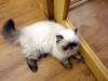 138 - 20160726 Osaka Cat Tail and Neko no Jikan
