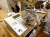139 - 20160726 Osaka Cat Tail and Neko no Jikan