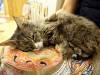 140 - 20160726 Osaka Cat Tail and Neko no Jikan