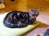 148 - 20160726 Osaka Cat Tail and Neko no Jikan