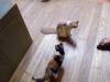 149 - 20160726 Osaka Cat Tail and Neko no Jikan