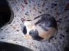 150 - 20160726 Osaka Cat Tail and Neko no Jikan