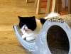 152 - 20160726 Osaka Cat Tail and Neko no Jikan