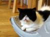 153 - 20160726 Osaka Cat Tail and Neko no Jikan