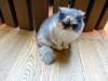 154 - 20160726 Osaka Cat Tail and Neko no Jikan