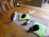 156 - 20160726 Osaka Cat Tail and Neko no Jikan