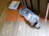 157 - 20160726 Osaka Cat Tail and Neko no Jikan