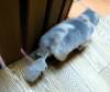 158 - 20160726 Osaka Cat Tail and Neko no Jikan