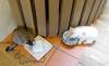 161 - 20160726 Osaka Cat Tail and Neko no Jikan