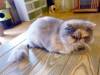162 - 20160726 Osaka Cat Tail and Neko no Jikan