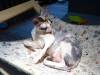 163 - 20160726 Osaka Cat Tail and Neko no Jikan