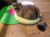 164 - 20160726 Osaka Cat Tail and Neko no Jikan